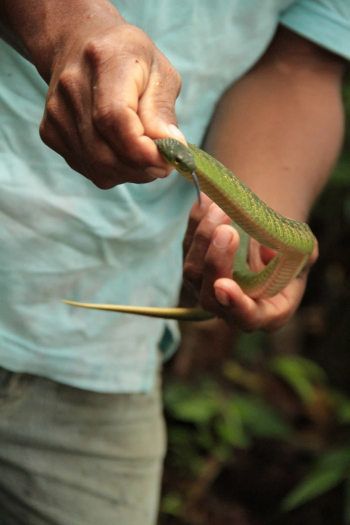 A man holding snake discovered when going ashore (Upper Amazon River)